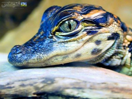 عکس چشمان بچه تمساح  crocodile  baby eyes