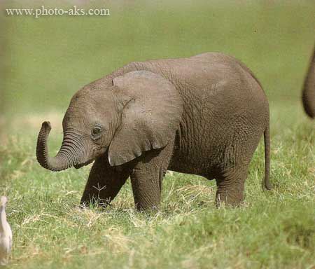 عکس بچه فیل baby elephant
