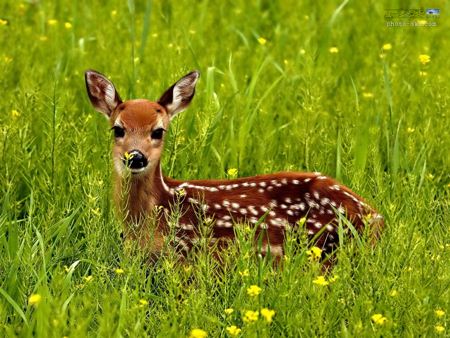 عکس بچه آهو در علفزار baby of deer in grass
