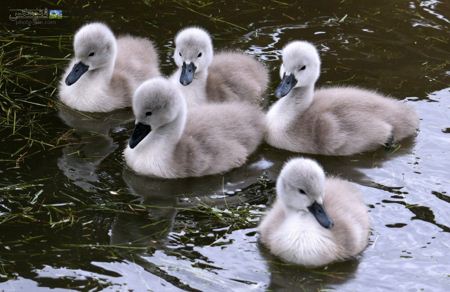 عکس جوجه قو ها در برکه آب swans baby in watter