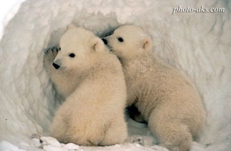 بچه خرس های قطبی aks bache khers gotbi