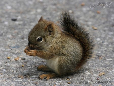 بچه سنجاب کوچولو Squirrel baby pic