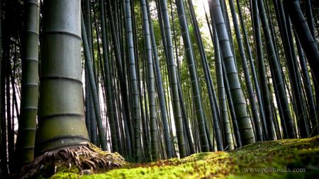 عکس درختان بامبو bamboo trees