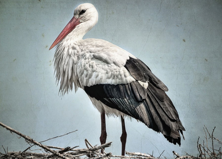 عکس پرنده لک لک در لانه stork birds in home