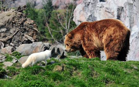 عکس خرس گریزلی و روباه سفید bear grizzly white fox