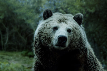 خرس بزرگ گریزلی bear animals