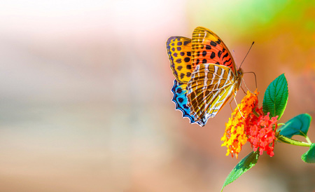 والپیپر زیبا از پروانه رنگارنگ روی گل beautiful butterfly wallpaper