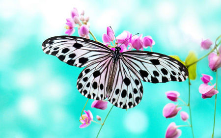 پروانه زیبا با بالهای باز open wings batterfly
