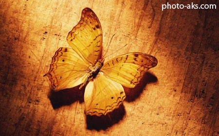 زیباترین عکس های پروانه ها beautiful butterfly