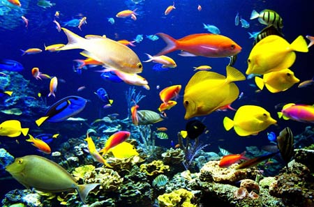 عکس ماهی رنگارنگ خوشگل beautiful colorful fishes