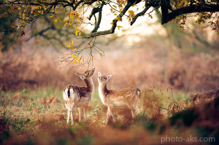 آهو در منظره زیبای پاییز beautiful deer autumn nature