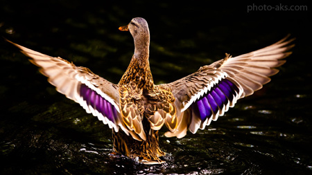 تصویر اردک زیبا beautiful ducks