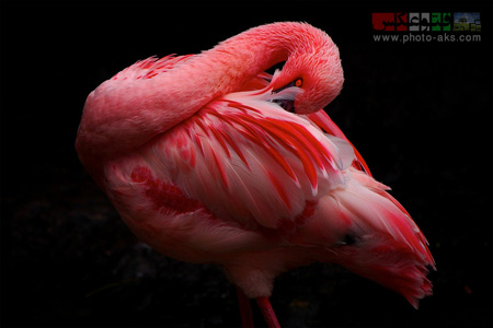 فلامینگو صورتی pink felamingo