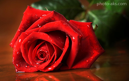زیباترین عکس شاخه گل رز طبیعی beautiful res rose hd wallpaper