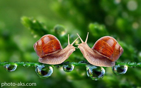 صحنه های زیبای عاشقانه حلزونها beautiful scene snail
