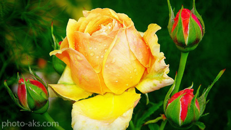 عکس زیبای گل رز زرد beautiful yellow rose