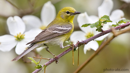 عکس بلبل در فصل بهار birds in spring