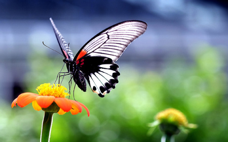 عکس گل و پروانه زیبا beautiful butterfly orange