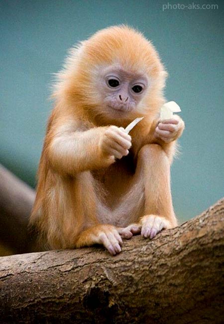 عکس میمون طلایی بامزه beautiful golden monkey