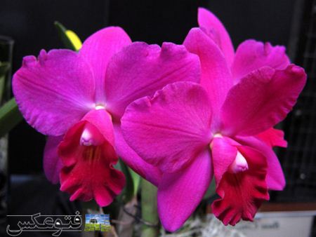 زیباترین گل ارکیده قرمز beautiful orchid flower