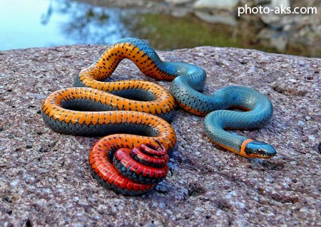 زیباترین مار های جهان beautiful snake