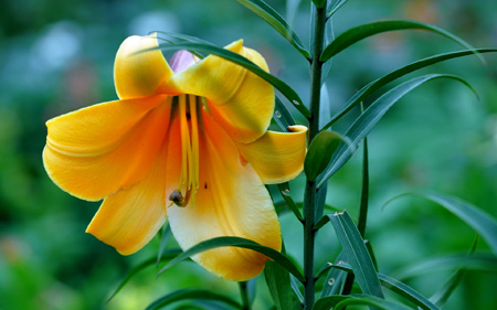 گل لیلیوم زرد زیبا beautiful yellow lily