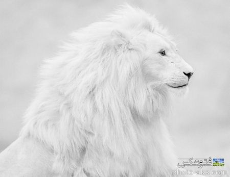 عکس شیر سفید یال دار white lion albino
