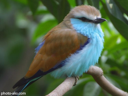 پرنده آبی زیبا beautiflull birds