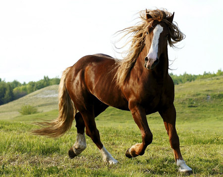 اسب قهوه ای اصیل در دشت زیبا beauty gray horse