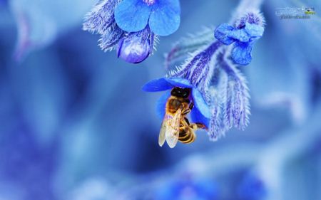 والپیپر بسیار زیبای زنبور bee wallpaper