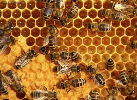 کندوی عسل زنبور های عسل bee on honey