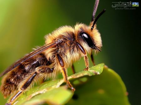 عکس بزرگ و نزدیک زنبور big wallpaper of bee