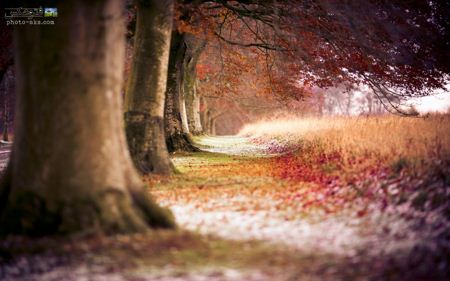 زیباترین منظره درختان پائیزی best autumn nature 