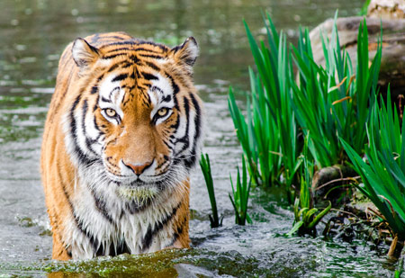 عکس ببر بنگال داخل آب bengal tiger on water
