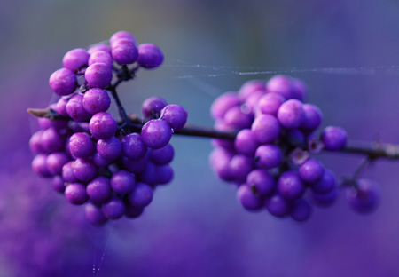 عکس توت بنفش روی شاخه berry branch lilac