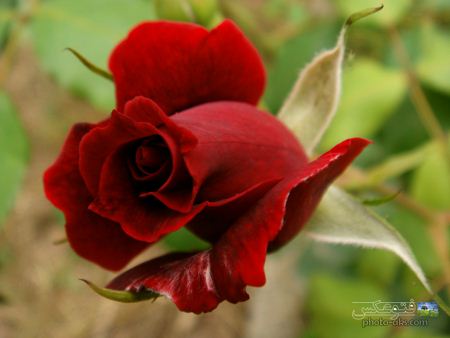 عکس گل رز زیبا best rose flower
