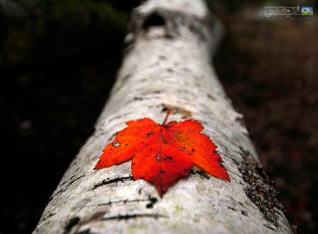 زیباترین عکس برگ پاییزی red leave autumn