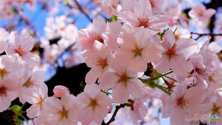 شکوفه های بهاری درخت هلو blossoms in spring 2013