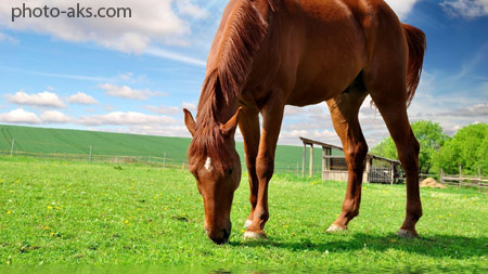 عکس اسب در چمنزار horse nature wallpaper
