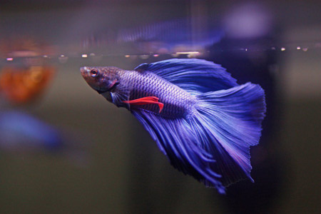 عکس ماهی آکواریوم بتا beta fish blue color