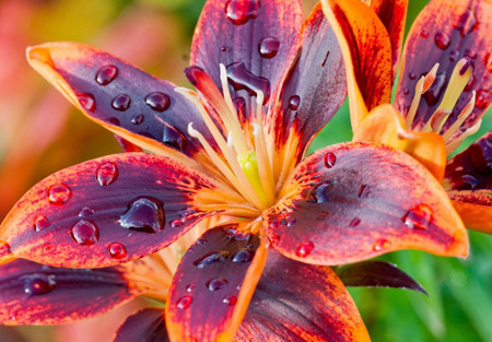 گل خوشگل سوسن بنفش رنگ beautiful lily flower