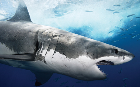 پوستر کوسه ماهی ترسناک big shark wallpaper