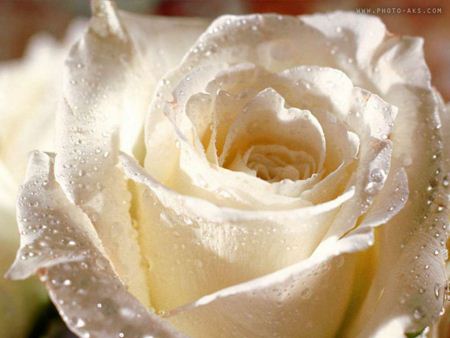 گل رز سفید بزرگ big white rose