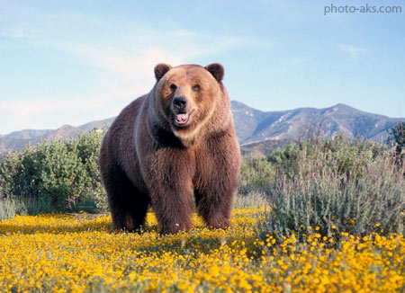 خرس خیلی بزرگ big bear