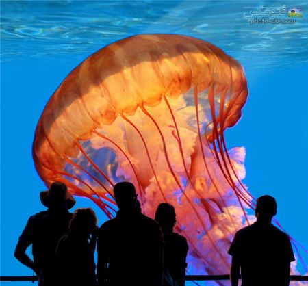 عکس بزرگترین عروس دریایی biggest jellyfish pic