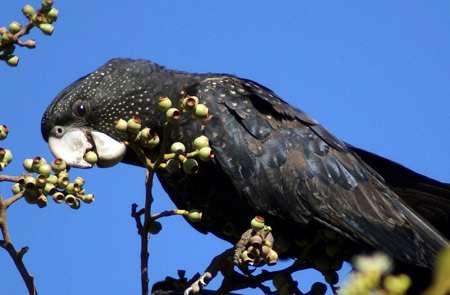 عکس جالب طوطی سیاه black parrot bird
