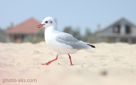 پرنده مرغ دریایی روی شن ساحل bird seagull sand beach