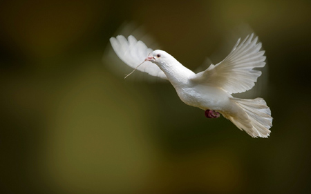 عکس کبوتر سفید در حال پرواز white pigeon bird in fly