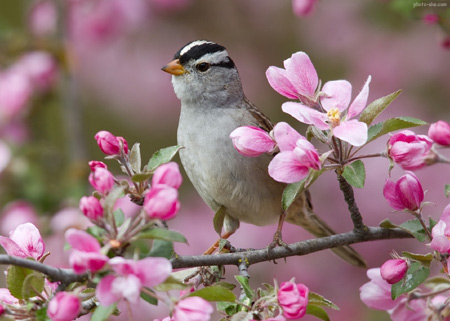 عکس پرنده و شکوفه های بهاری bird spring flowers