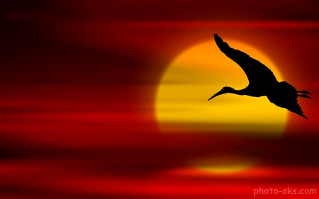 عکس پرواز پرنده در غروب bird fly sunset